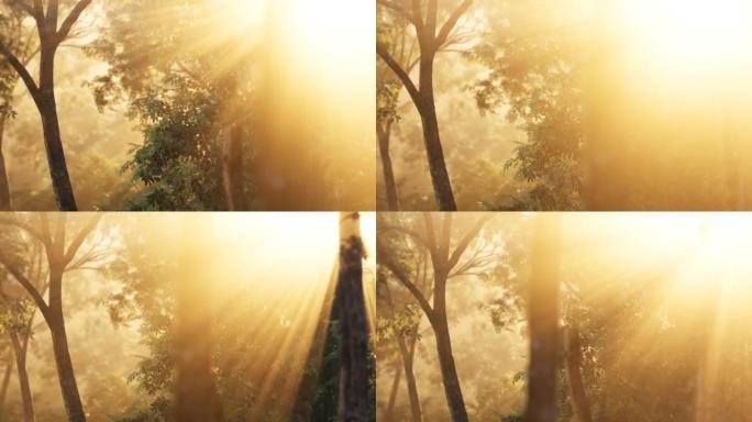 日出时带有阳光和阴影的落叶松森林