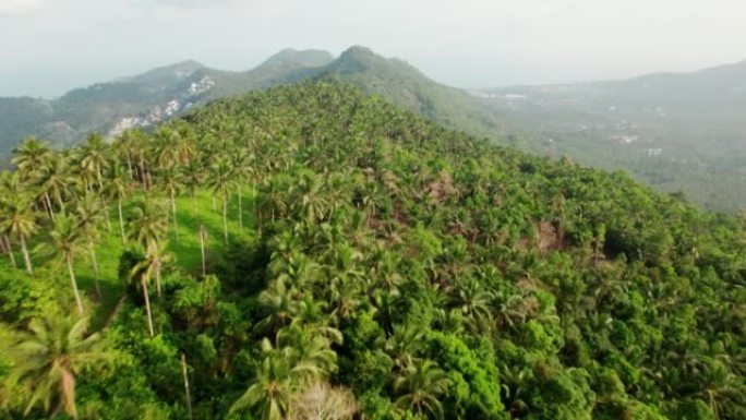 泰国苏梅山棕榈树热带森林的鸟瞰图，自然景观