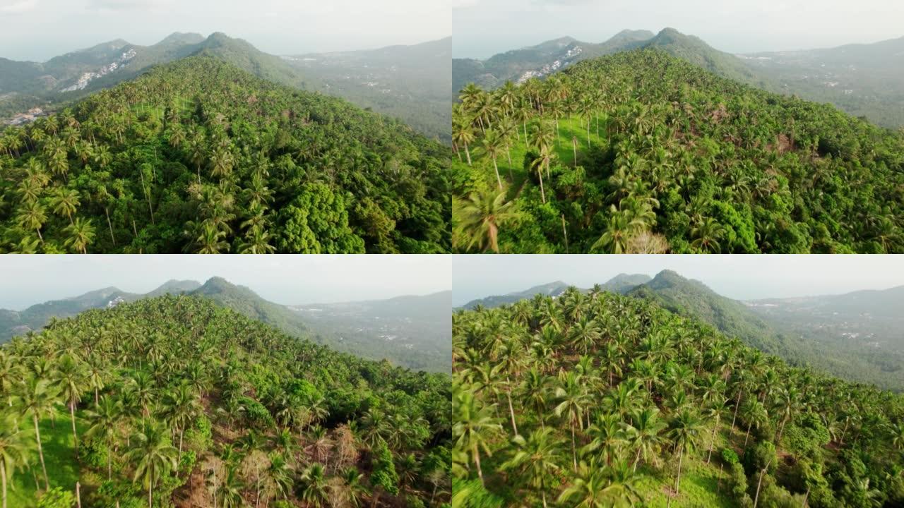 泰国苏梅山棕榈树热带森林的鸟瞰图，自然景观