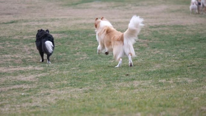 慢动作拉布拉多猎犬 & 德国牧羊犬闻特写