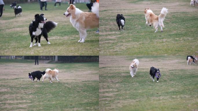 慢动作拉布拉多猎犬 & 德国牧羊犬闻特写