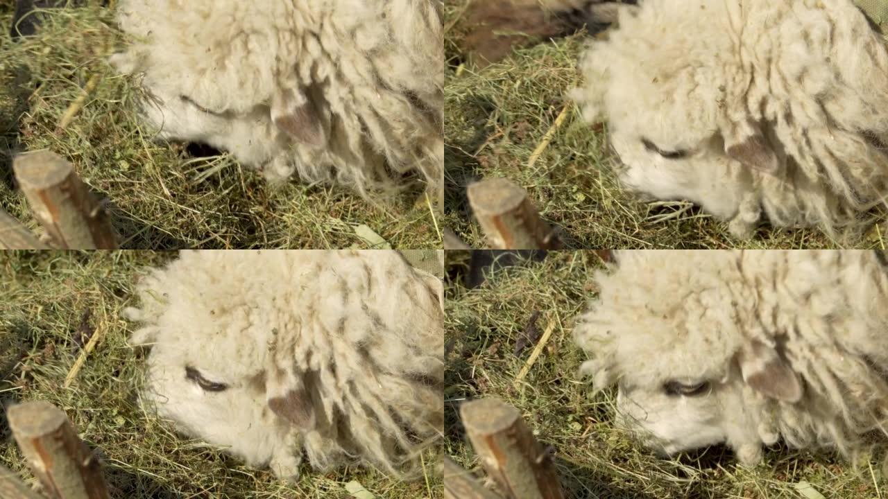 绵羊在围场吃草。养羊场。