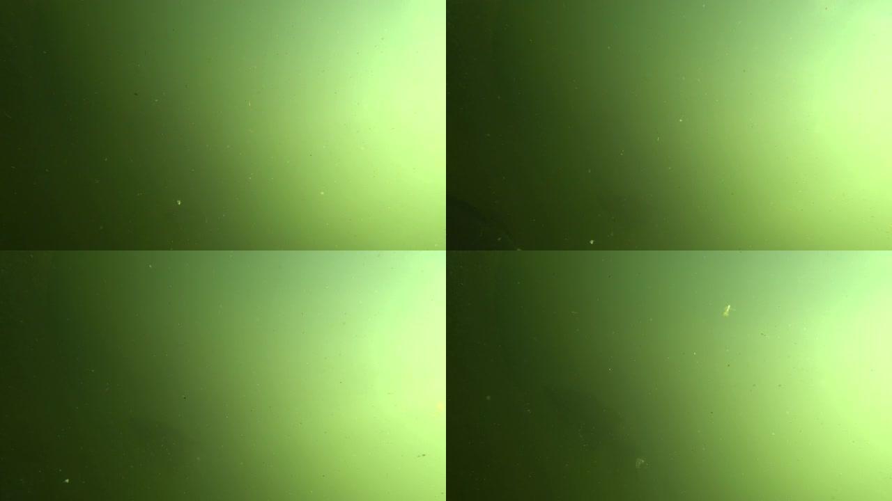 鱼在泥泞的绿色水中游泳。环境污染