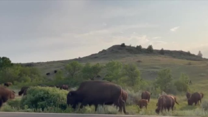 南达科他州的美国水牛