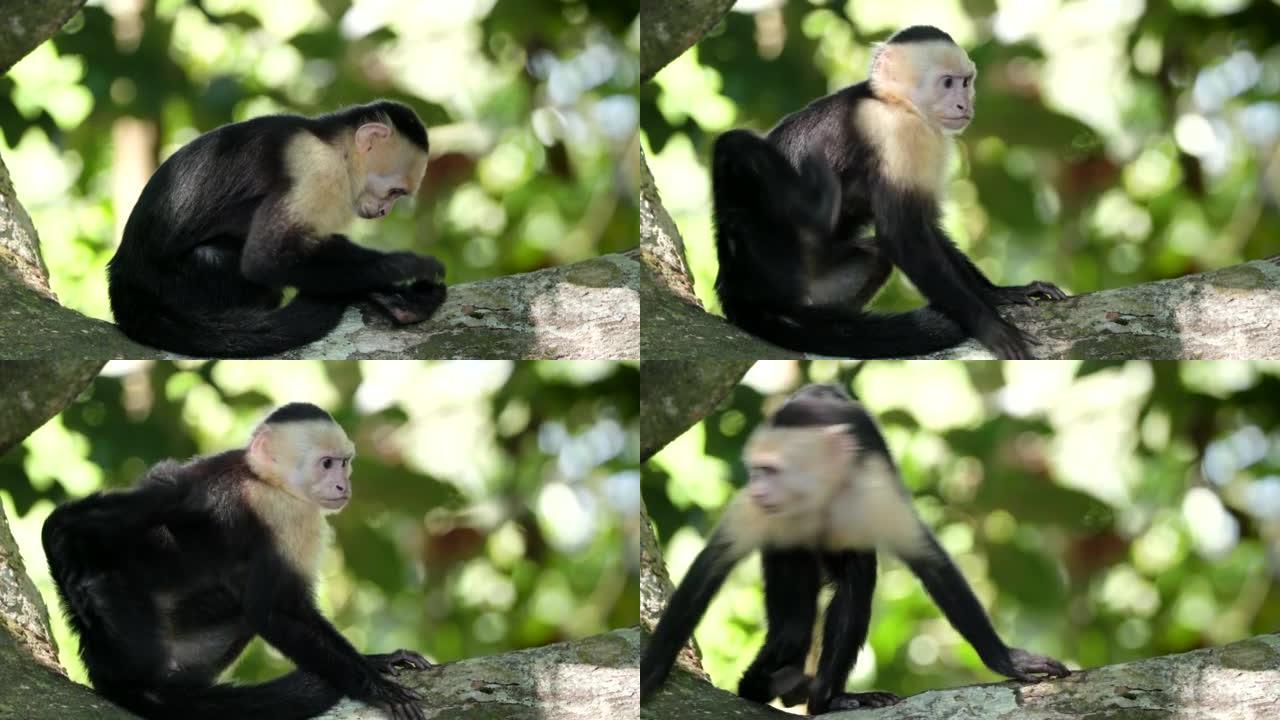 一只卷尾猴在哥斯达黎加曼纽尔安东尼奥的侧视图