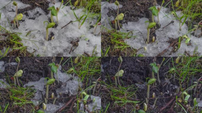 融化积雪并暴露绿草和植物芽的宏观镜头