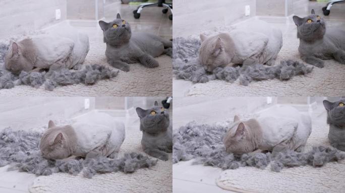 两只修剪过的国产英国灰猫躺在地板上，一堆猫毛