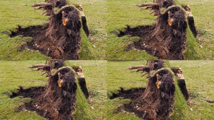 城市公园倒下的树桩和树根被强风飓风从地面草坪上撕裂，紧急服务消防员切断了树干