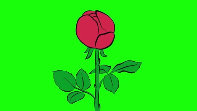 绿色背景上红玫瑰或粉红牡丹的开合动画