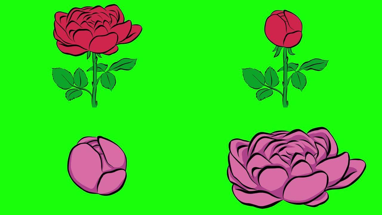 绿色背景上红玫瑰或粉红牡丹的开合动画