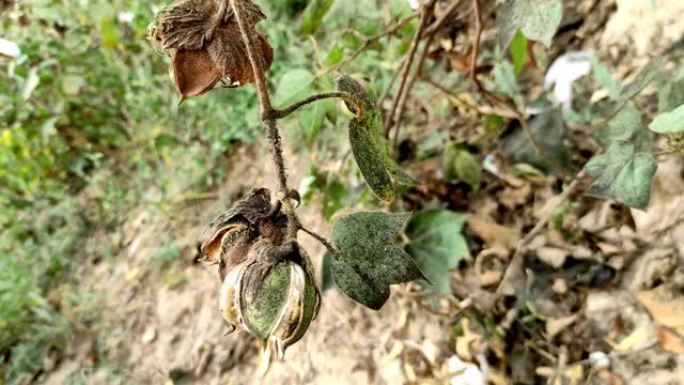 美丽的矮子印度乡村棉花水果和花卉植物在农场生长