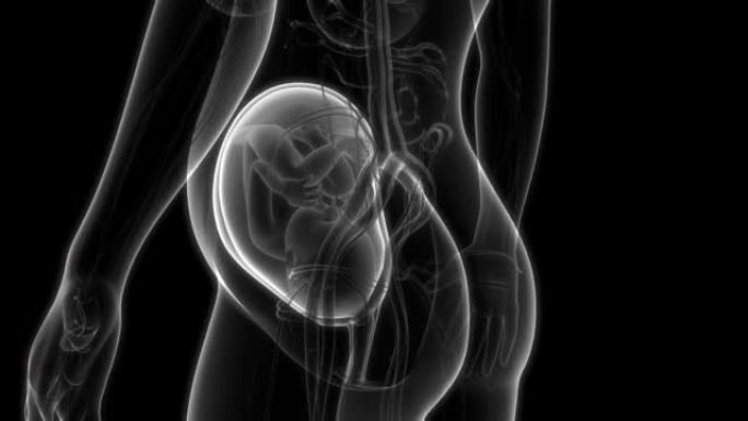 子宫解剖动画概念中的人类胎儿婴儿
