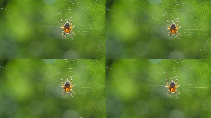 绿底蛛网上的蜘蛛