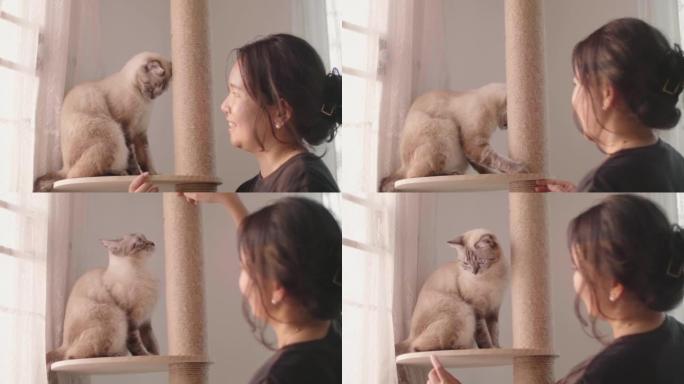 亚洲女人在抓挠的柱子上抚摸和抚摸一只可爱的猫。