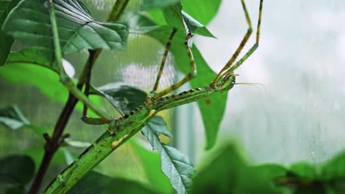 大型绿色印尼甲虫，来自鸡科的双翅目cyphofraniu gigas坐在叶子上