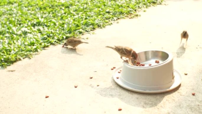 麻雀偷鸟和从盘子里吃狗食