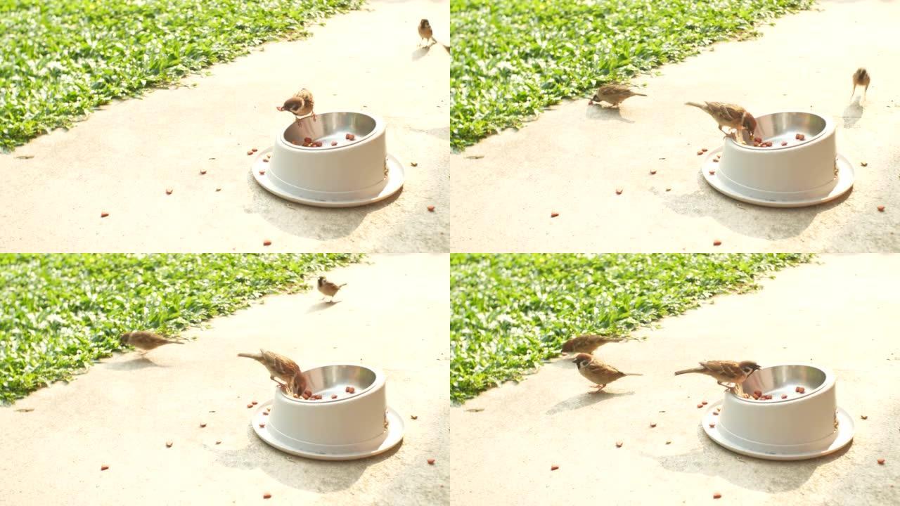 麻雀偷鸟和从盘子里吃狗食