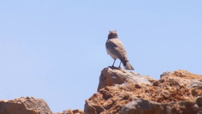 岩石上的有角百灵鸟，