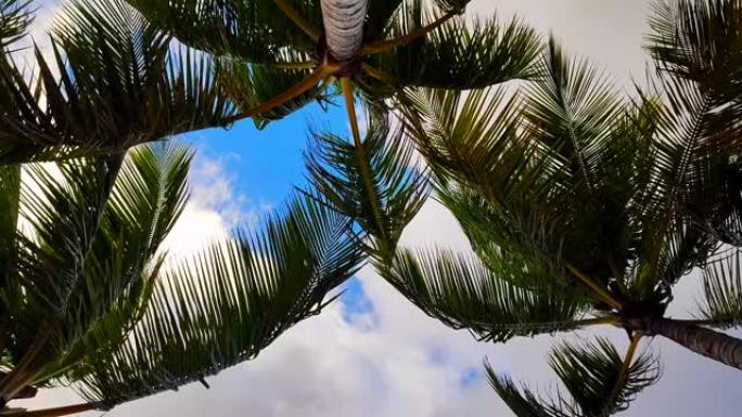 云天背景上的热带海滩棕榈椰子叶