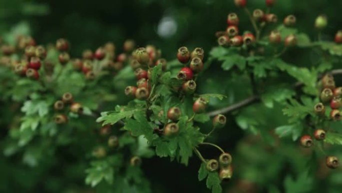 枸杞棕色成熟的果实和绿叶长在树上。德国梅皮卢斯，德国克拉塔格斯，枸杞，错误股票视频