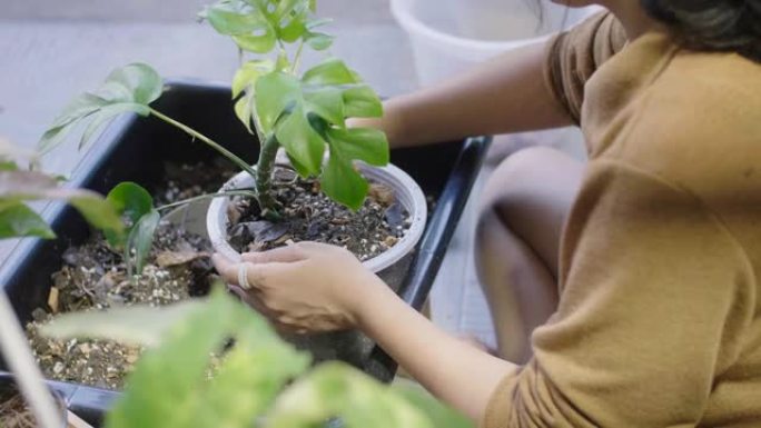 家庭爱好。盆栽种植种花