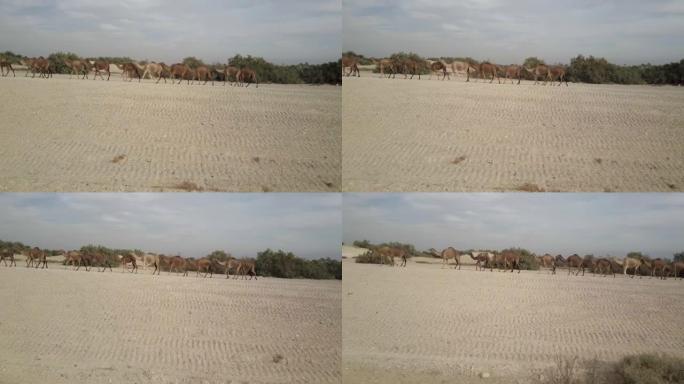 飞过直线行走的骆驼群