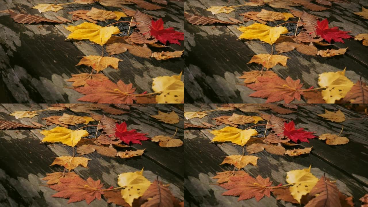 秋天的颜色枫叶