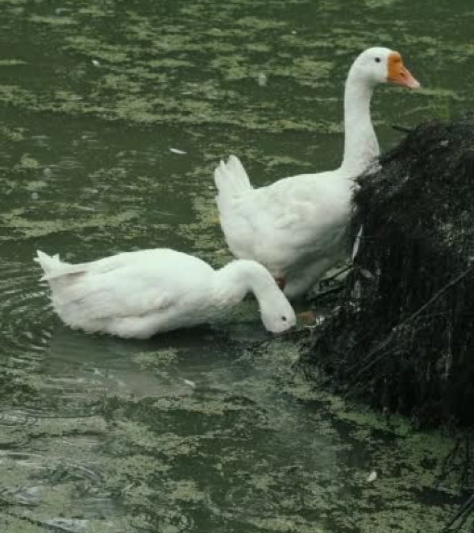 垂直镜头-白色家鹅和鸭子在农场的池塘里游泳