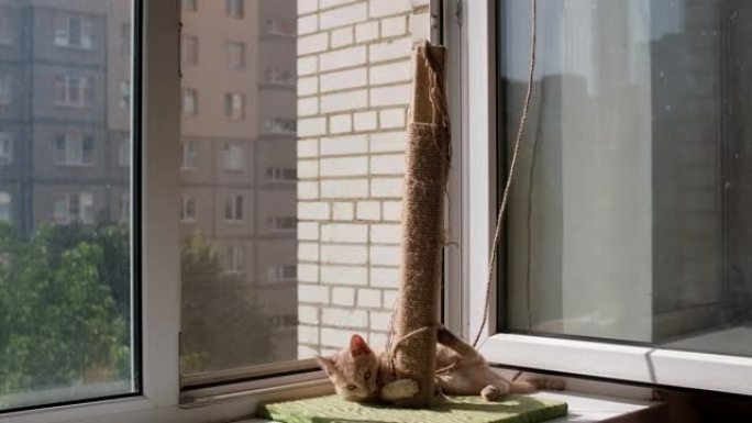 阳光充足的窗台上的抓挠柱。金吉猫玩绳子玩得很开心。对宠物的爱的概念。