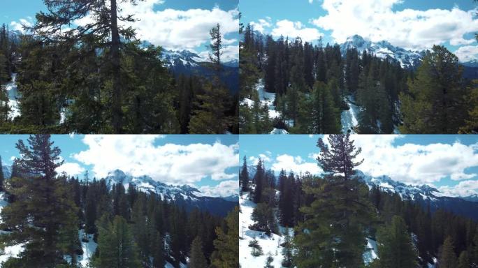 风景秀丽的山峰冬季森林空中无人机飞行在冰冻的寒冷温度和白雪皑皑的树木顶部在阿尔卑斯山的阿尔卑斯山靠近