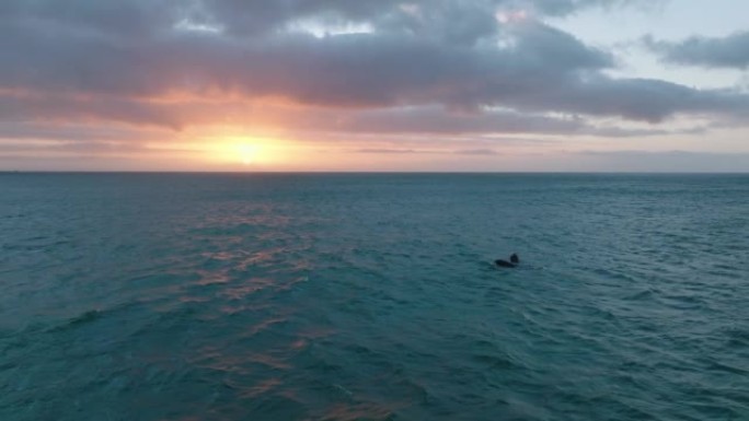 拍摄反射夕阳的波纹海面全景。观看野生动物中的鲸鱼