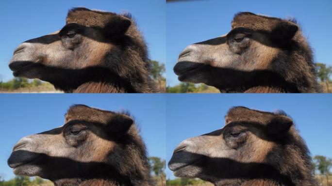 蓝天背景下的阳光下动物园里可爱的骆驼的肖像