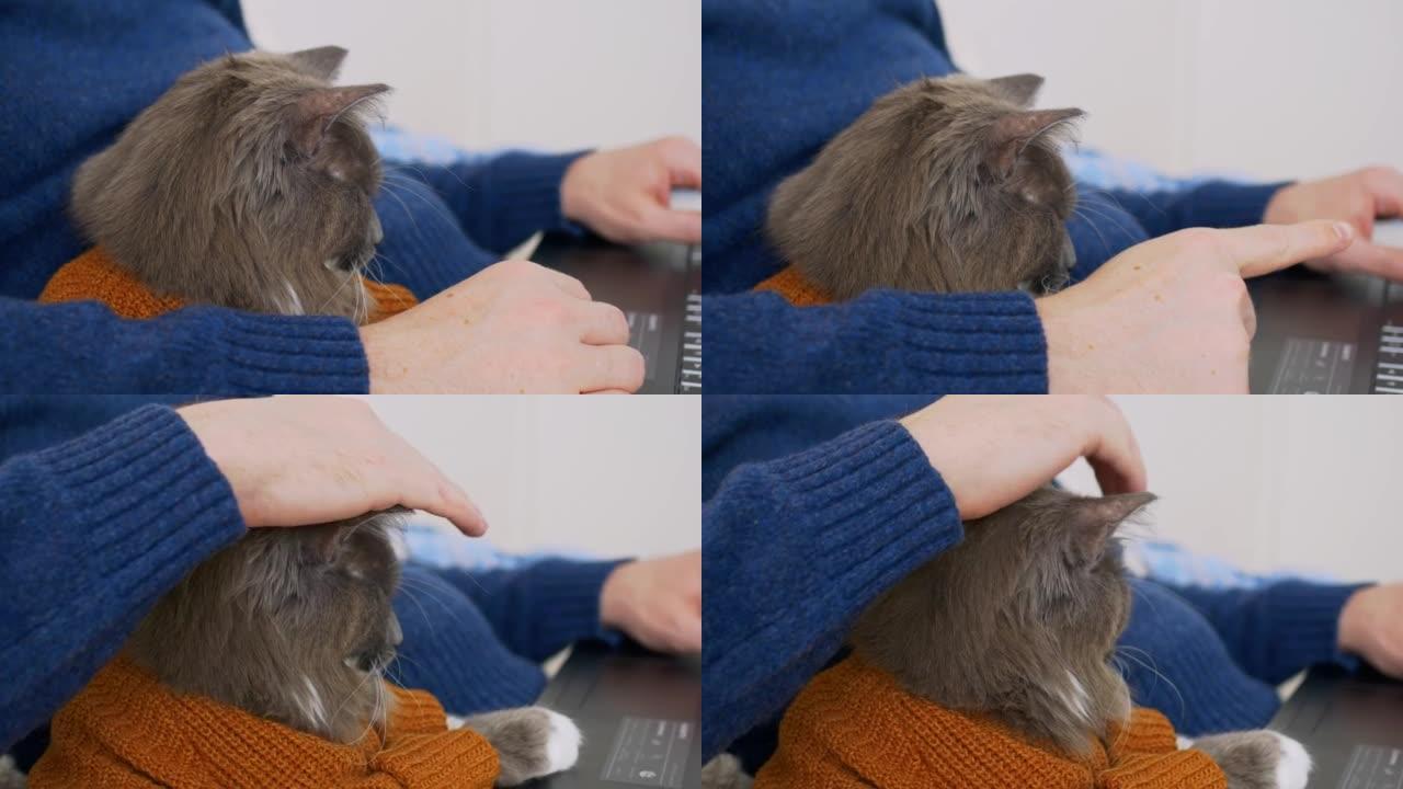 一只毛茸茸的灰猫在他的主人的怀抱中，他在家里的笔记本电脑上工作。这只猫穿着棕色毛衣的西装。一个充满爱
