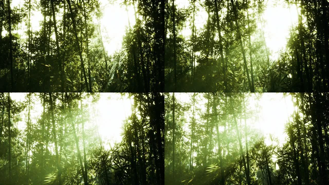 淡雾中的绿色竹叶