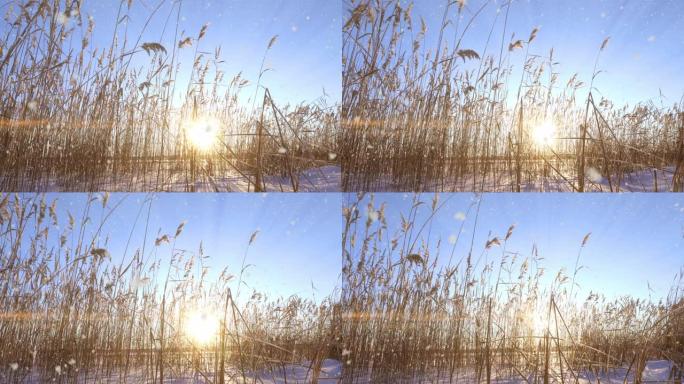 芦苇在白雪和日落的背景下在风中飘荡。美丽的降雪。自然背景，风中的芦苇。冬季景观，超流，4k，相机向左