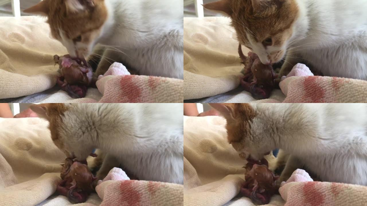猫妈妈正在舔她的新生儿。