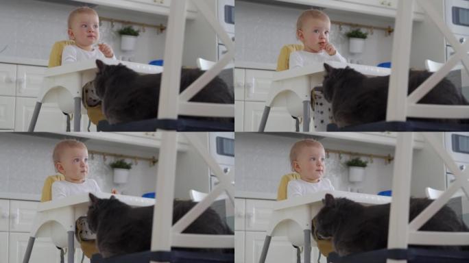 婴儿和猫在家庭中和平共处，婴儿坐在高脚椅上，旁边是一只灰色的家猫，猫跟随孩子的行动。