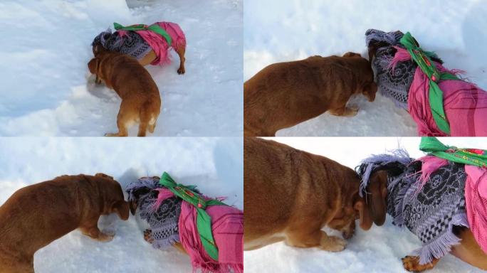 两只红发小狗用爪子挖雪