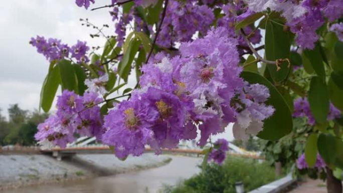 树上的粉红色紫薇花