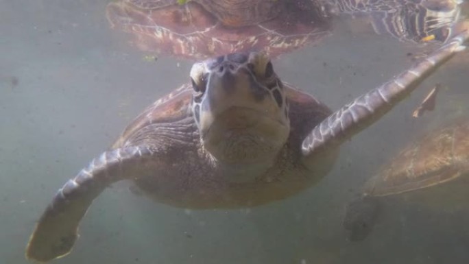 巨型海龟在水下游泳，在桑给巴尔的天然水族馆吃藻类