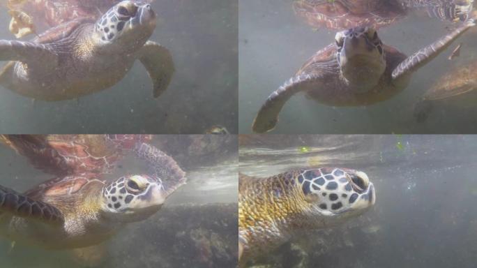 巨型海龟在水下游泳，在桑给巴尔的天然水族馆吃藻类
