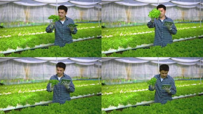 亚洲男性农民通过使用数字平板电脑在他的农业农场和水果产品的小型企业中收集数据，在温室中生长的水培农场