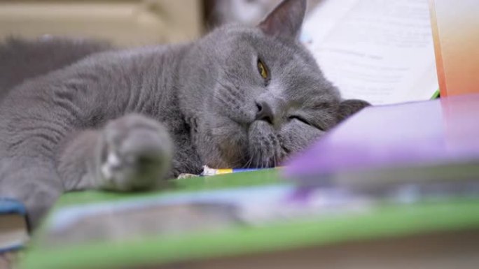 疲倦的绿色眼睛的灰色英国家猫在散落的书本上睡着了。4K