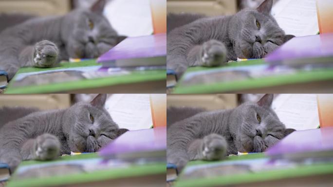疲倦的绿色眼睛的灰色英国家猫在散落的书本上睡着了。4K