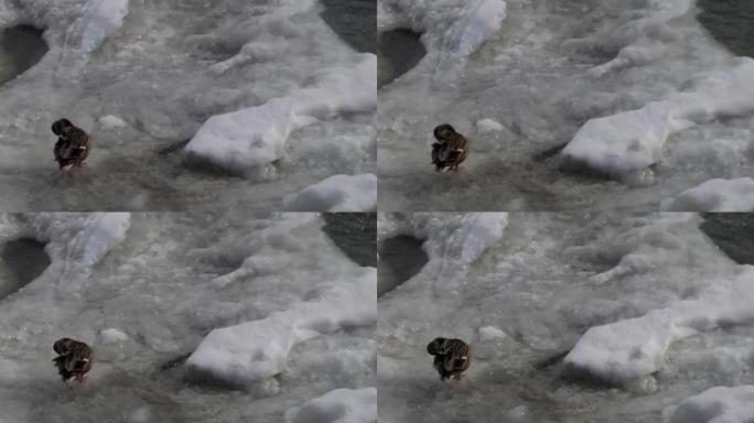 EXT DAY冬季尼亚加拉瀑布水鸭