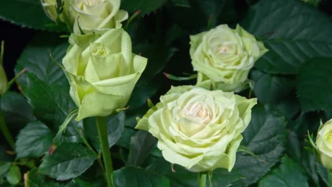 白玫瑰的延时从绿叶背景上的花蕾到大花。花瓣颜色从奶白色变成浅绿色。新的生活理念和浪漫氛围