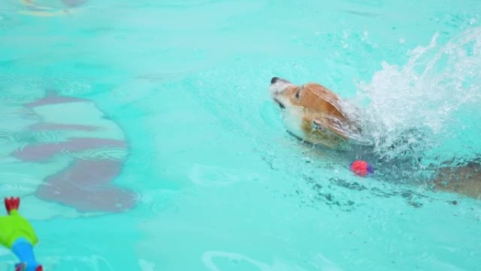 小狗在游泳池玩耍跳入水中泳池