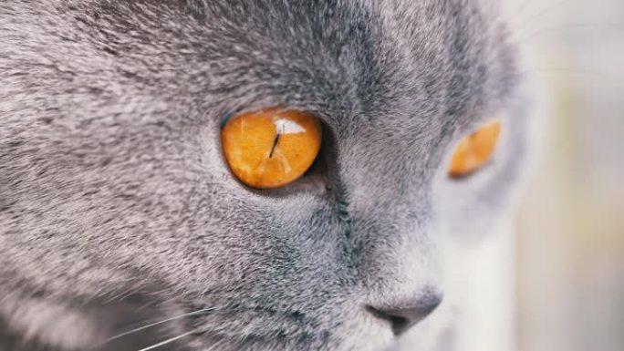 凝视着一只灰色毛茸茸的英国猫，有着大大的睁大的绿色眼睛。特写
