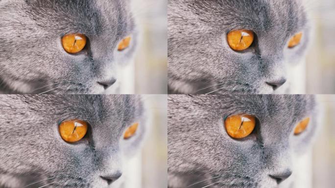 凝视着一只灰色毛茸茸的英国猫，有着大大的睁大的绿色眼睛。特写