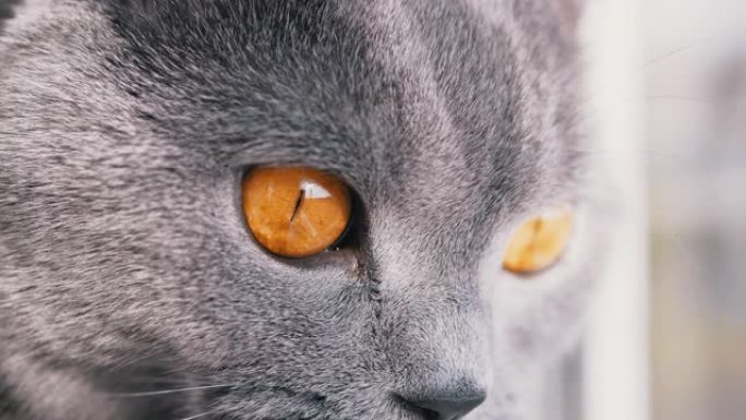 凝视着一只灰色毛茸茸的英国猫，有着大大的睁大的绿色眼睛。4K.特写